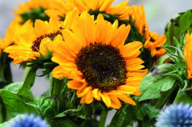 Logo trade promotional products image of: Sunflower seeds in envelope