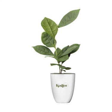 Logo trade promotional merchandise photo of: Treemore Letterbox Trees Tea plant