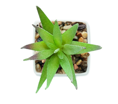 Logo trade advertising products picture of: Mini artificial plant