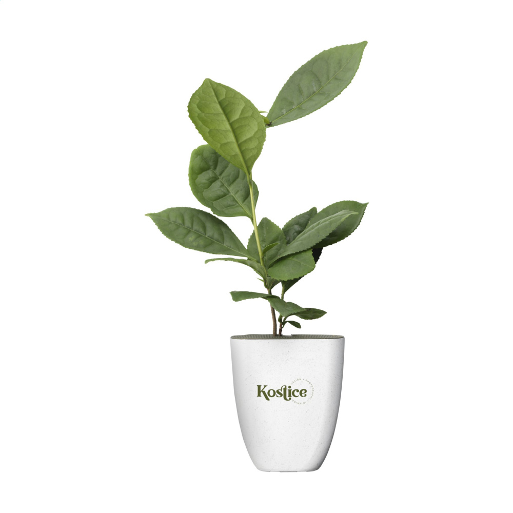 Logo trade meened foto: Treemore Letterbox Trees Teetaim