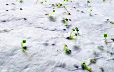 Logotrade reklaminiai produktai nuotrauka: Laukinių gėlių sėklų vizitinė kortelė.