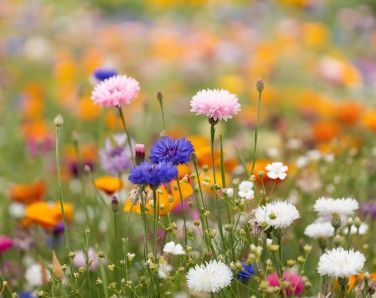 Logotrade profilreklam bild: A5-blad fröpapper vildblommor